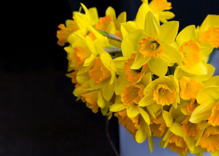Daffodils v2
