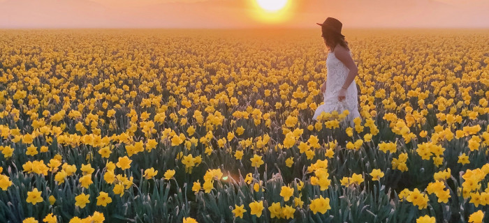 field daffodils jpg 94e0ff
