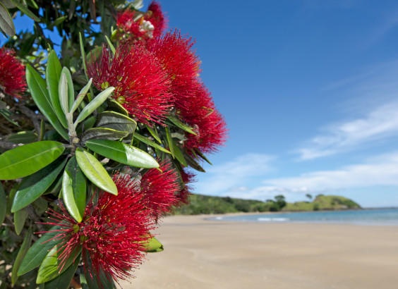 AdobeStock 59492735 Pohutukawa