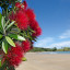AdobeStock 59492735 Pohutukawa