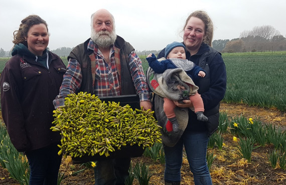 Canterbury flower growers gearing up for Daffodil Day