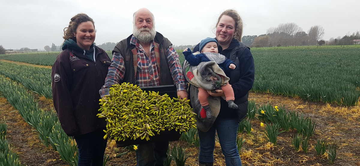 Canterbury flower growers gearing up for Daffodil Day