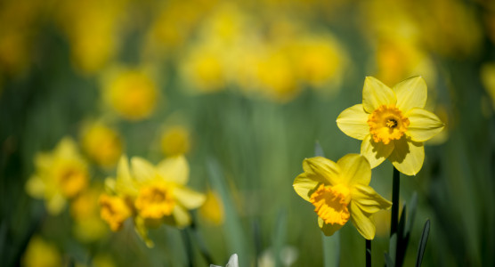 Daffodil Day Fresh Flowers