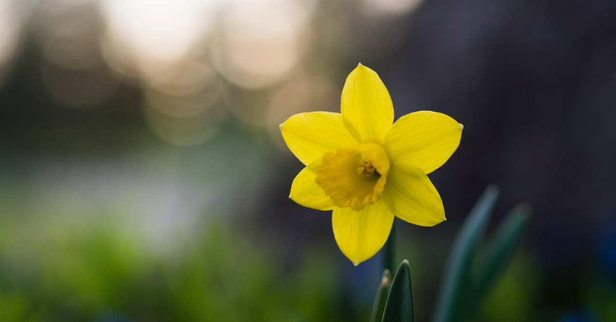 Cancer Society NZ — Pancreatic cancer treatments