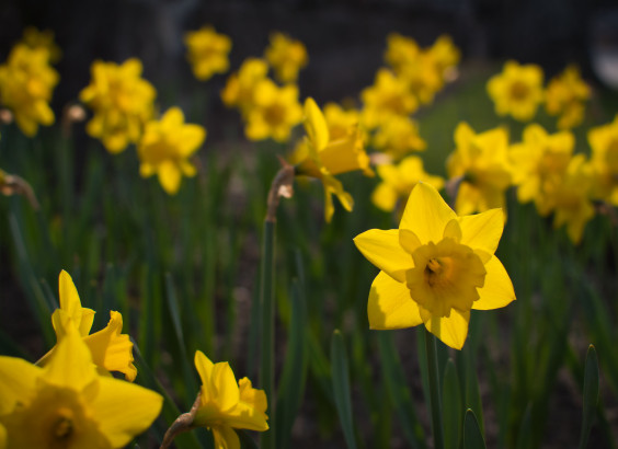daffodil 5