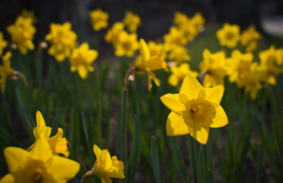 Daffodils and the Cancer Society