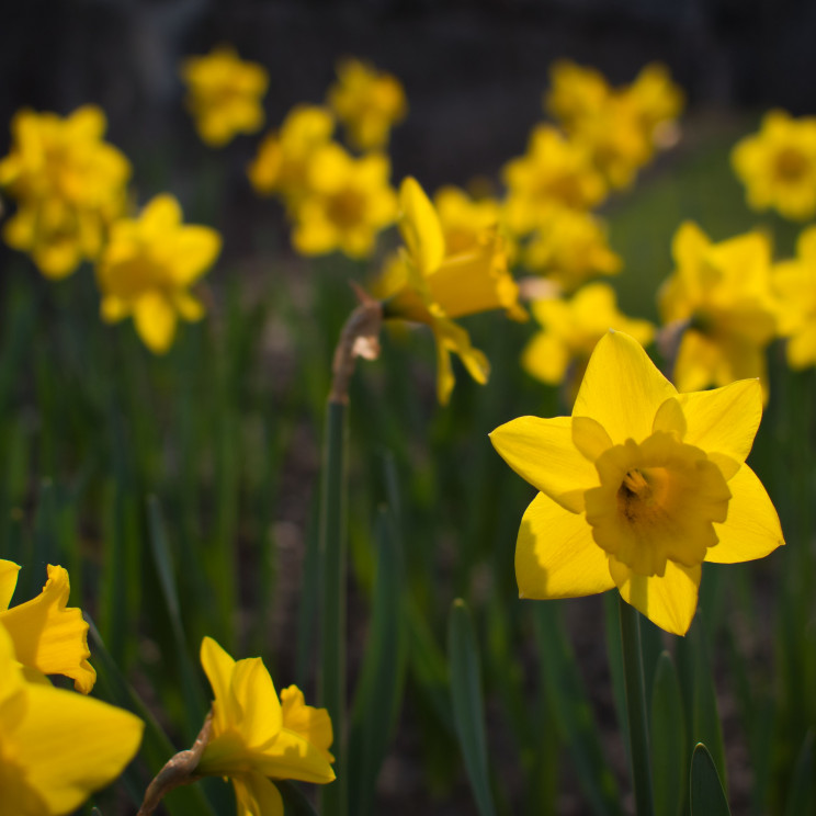 daffodil 5