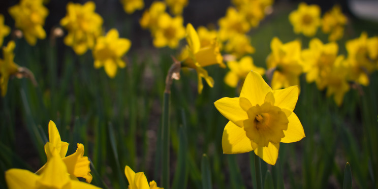 daffodil 5