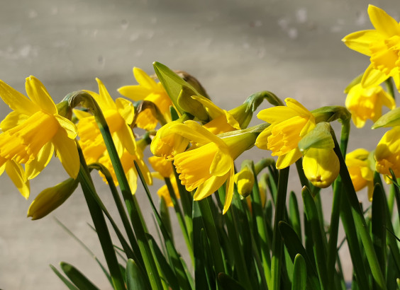 daffodil 7
