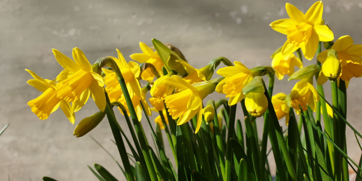 daffodil 7